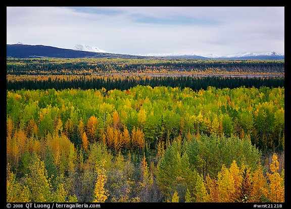Flat valley with aspen trees in fall colors. Wrangell-St Elias National Park (color)