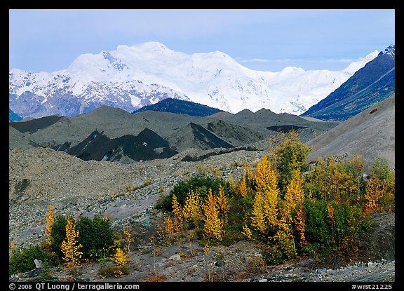 Trees in fall colors, moraines, and Mt Blackburn. Wrangell-St Elias National Park, Alaska, USA.