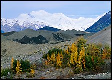 Trees in fall colors, moraines, and Mt Blackburn. Wrangell-St Elias National Park, Alaska, USA. (color)