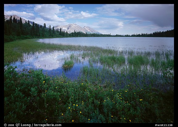 Wildflowers, reeds, and lake at the base of Donoho Peak. Wrangell-St Elias National Park, Alaska, USA.