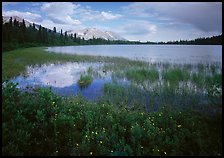 Wildflowers, reeds, and lake at the base of Donoho Peak. Wrangell-St Elias National Park, Alaska, USA.