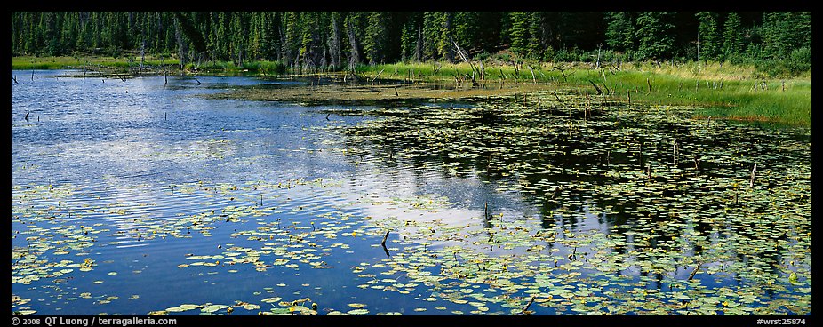 Pond with aquatic plants and reflexions. Wrangell-St Elias National Park (color)