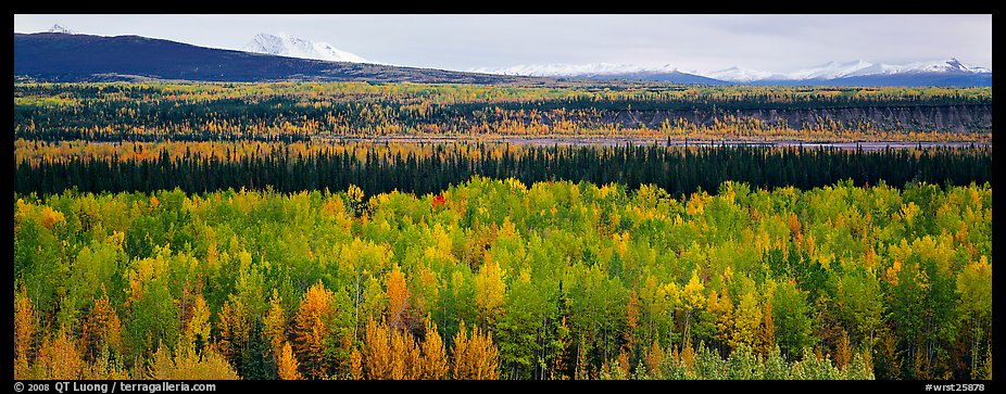 Valley with aspen trees in autumn. Wrangell-St Elias National Park (color)