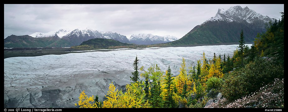 Mountain landscape with trees in fall color and glacier. Wrangell-St Elias National Park, Alaska, USA.