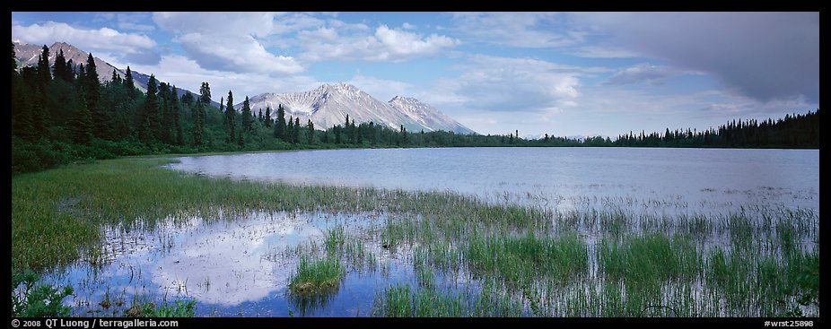 Reeds, pond, and mountains with open horizon. Wrangell-St Elias National Park, Alaska, USA.