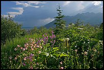 Wildflowers and mountains near Kennicott. Wrangell-St Elias National Park, Alaska, USA. (color)