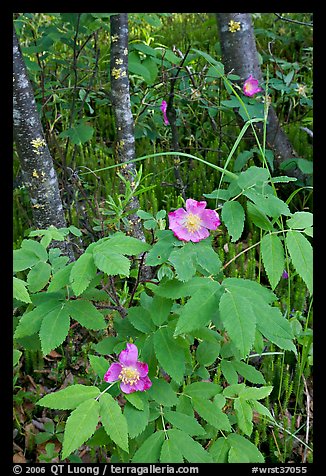 Wild Rose and tree trunks. Wrangell-St Elias National Park (color)