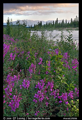 Fireweed near an arm of the Kennicott River, sunset. Wrangell-St Elias National Park (color)