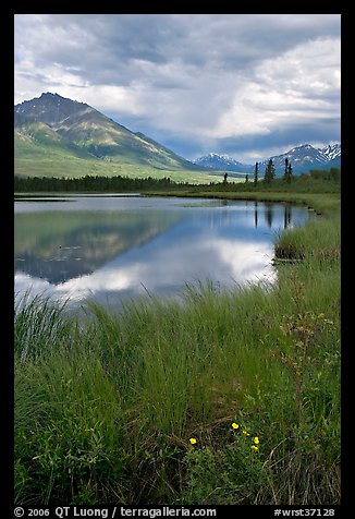 Flowers, grasses, lake, and mountains. Wrangell-St Elias National Park, Alaska, USA.