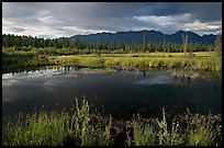 Pond and swamp with dark water. Wrangell-St Elias National Park, Alaska, USA. (color)