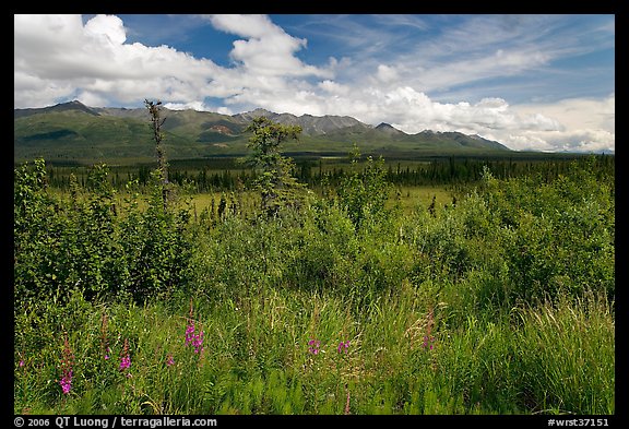 Lowland tundra, and Mentasta Mountains. Wrangell-St Elias National Park, Alaska, USA.
