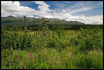 Lowland tundra, and Mentasta Mountains. Wrangell-St Elias National Park, Alaska, USA. (color)