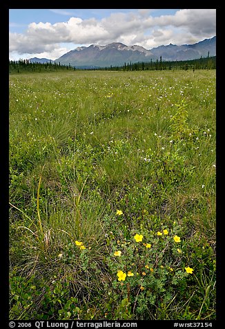 Meadow with tussocks and wildflowers. Wrangell-St Elias National Park, Alaska, USA.
