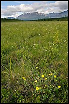 Meadow with tussocks and wildflowers. Wrangell-St Elias National Park, Alaska, USA.