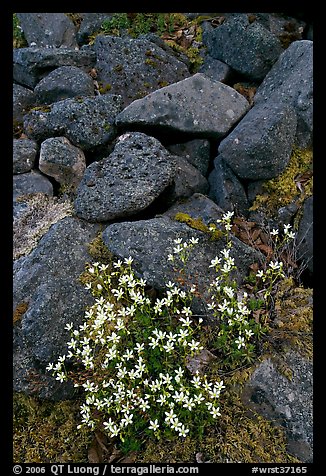 Alpine flowers and volcanic boulders. Wrangell-St Elias National Park, Alaska, USA.