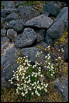Alpine flowers and volcanic boulders. Wrangell-St Elias National Park, Alaska, USA. (color)