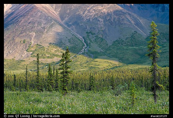 Meadow covered with white wildflowers, and spruce trees. Wrangell-St Elias National Park, Alaska, USA.