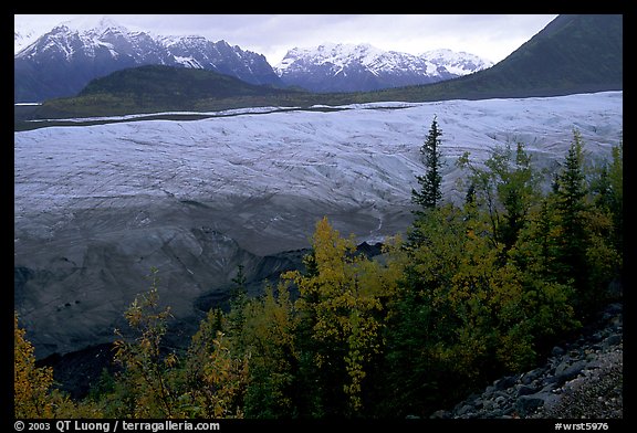 Trees, Root Glacier, and Wrangell Mountains. Wrangell-St Elias National Park, Alaska, USA.