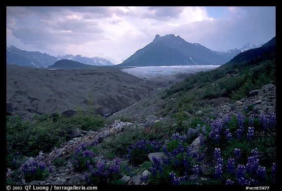 Lupine, Root Glacier, Mt Donohoe. Wrangell-St Elias National Park