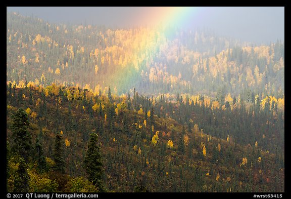 Rainbow over forest with autumn foliage. Wrangell-St Elias National Park, Alaska, USA.