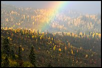 Rainbow over forest with autumn foliage. Wrangell-St Elias National Park, Alaska, USA.