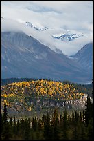 Snowy peaks emerging from clouds above hill with fall foliage. Wrangell-St Elias National Park, Alaska, USA.