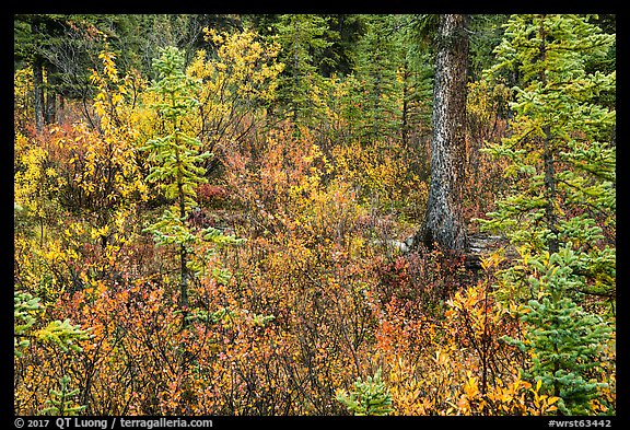 Autumn color in woods, Kendesnii. Wrangell-St Elias National Park, Alaska, USA.