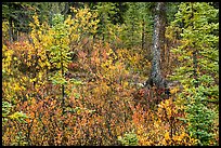Autumn color in woods, Kendesnii. Wrangell-St Elias National Park ( color)