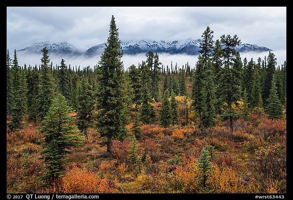 Mountains rising above clouds and fall foliage, Kendesnii. Wrangell-St Elias National Park, Alaska, USA.