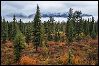 Mountains rising above clouds and fall foliage, Kendesnii. Wrangell-St Elias National Park, Alaska, USA.