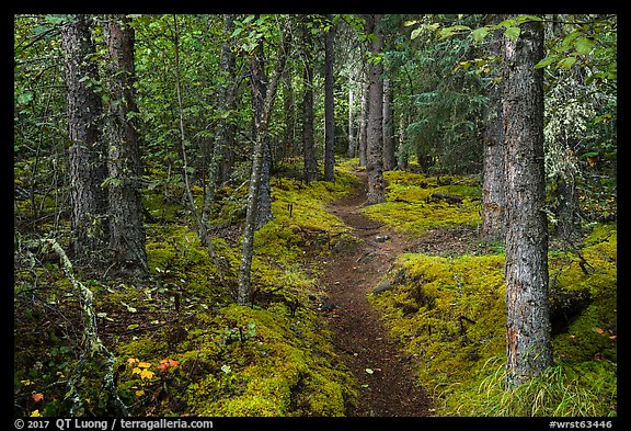 White Spruce forest, Skookum Volcano Trail. Wrangell-St Elias National Park, Alaska, USA.