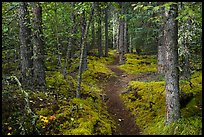 White Spruce forest, Skookum Volcano Trail. Wrangell-St Elias National Park ( color)