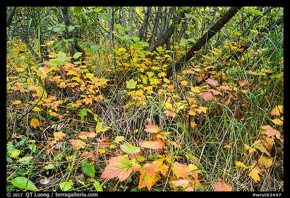 Undergrowth fall foliage and alder. Wrangell-St Elias National Park, Alaska, USA.