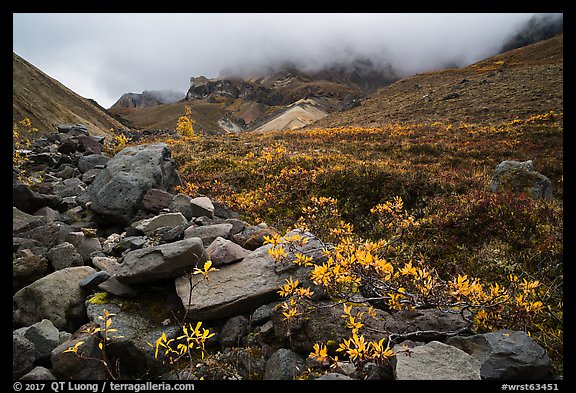 Rocks and tundra with shrubs in autumn colors, Skookum Volcano. Wrangell-St Elias National Park, Alaska, USA.