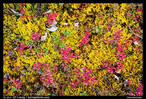 Close up of tundra in autumn. Wrangell-St Elias National Park (color)