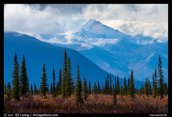 Spruce, tundra, Wrangell Mountains in autumn. Wrangell-St Elias National Park, Alaska, USA.