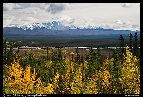 Trees in autumn foliage, Copper River, and Mount Blackburn. Wrangell-St Elias National Park (color)