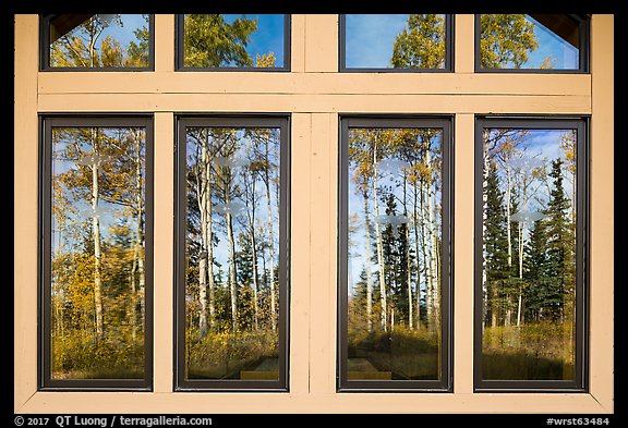 Aspens, Visitor Center window reflexion. Wrangell-St Elias National Park, Alaska, USA.