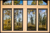Aspens, Visitor Center window reflexion. Wrangell-St Elias National Park ( color)