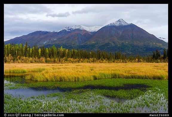 Golden grasses, mountains reflected in pond. Wrangell-St Elias National Park, Alaska, USA.