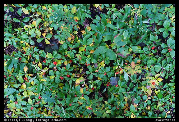 Close up of leaves and red berries. Wrangell-St Elias National Park, Alaska, USA.