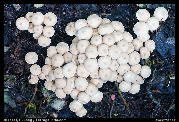 Close up of cluster of white mushrooms. Wrangell-St Elias National Park, Alaska, USA.
