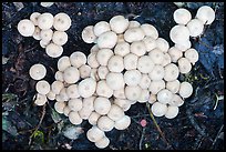 Close up of cluster of white mushrooms. Wrangell-St Elias National Park ( color)