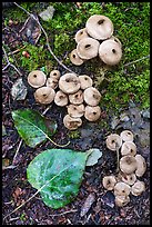 Close up of mushrooms, leaves, and moss. Wrangell-St Elias National Park ( color)