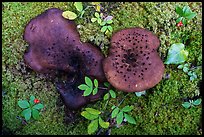 Close up of large mushrooms, moss and berries. Wrangell-St Elias National Park ( color)