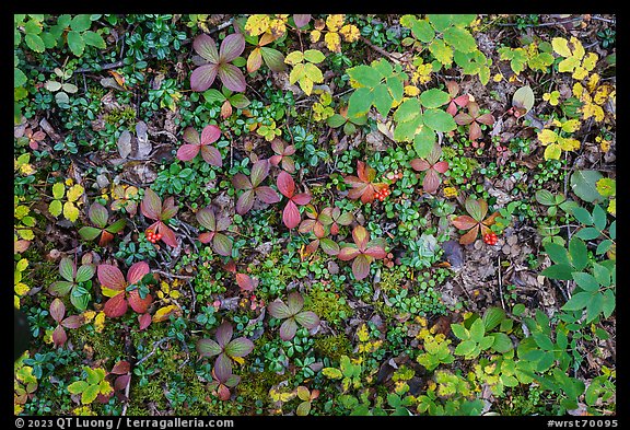 Close up of ground leaves and berries. Wrangell-St Elias National Park (color)