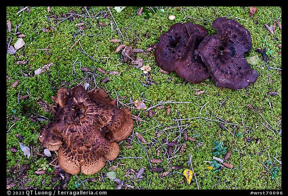 Close up of large mushrooms and moss. Wrangell-St Elias National Park, Alaska, USA.
