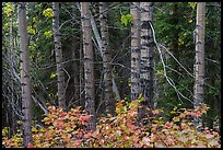 Red and green leaves, tree trunks. Wrangell-St Elias National Park ( color)