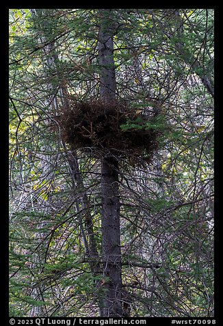 Nest in tree. Wrangell-St Elias National Park, Alaska, USA.