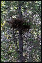 Nest in tree. Wrangell-St Elias National Park ( color)